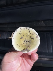 Russula subgraminicolor