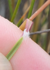 Tenaxia stricta