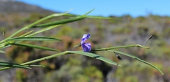 Psoralea laxa