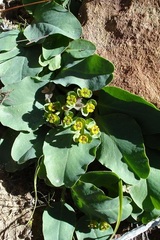 Euphorbia tuberosa