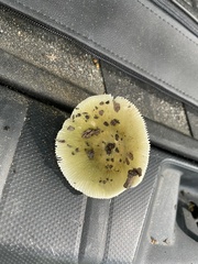 Russula subgraminicolor