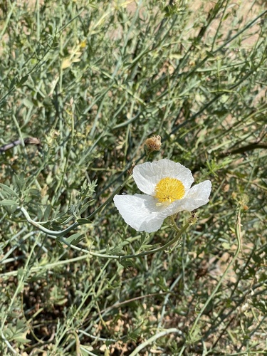 Romneya trichocalyx