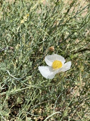Romneya trichocalyx