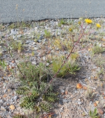 Berkheya heterophylla