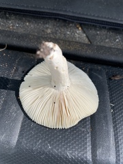 Russula subgraminicolor