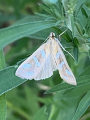 Diastictis