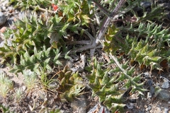 Berkheya heterophylla