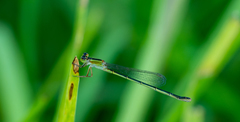 Ischnura ramburii