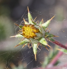 Berkheya heterophylla