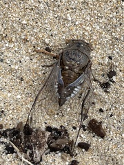 Diceroprocta digueti