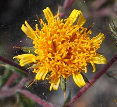Berkheya heterophylla