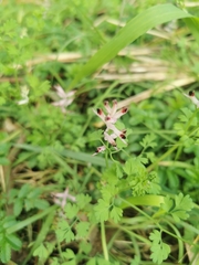 Fumaria bastardii