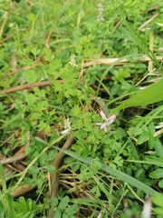Fumaria bastardii