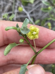 Physalis glabra