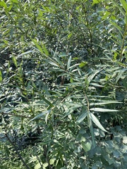 Salix schwerinii