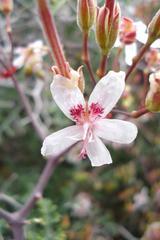 Pelargonium crithmifolium