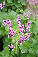 Pelargonium echinatum