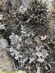 Stereocaulon incrustatum