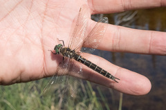 Somatochlora hudsonica