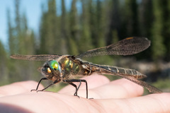 Somatochlora hudsonica