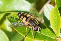 Helophilus neoaffinis