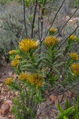 Pteronia fasciculata