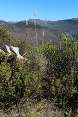 Pseudopentameris macrantha