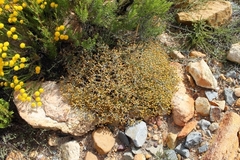 Helichrysum cylindriflorum