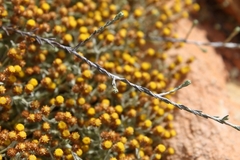 Helichrysum cylindriflorum