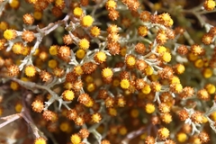 Helichrysum cylindriflorum