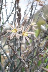 Trachyandra tortilis