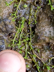 Crassula ruamahanga