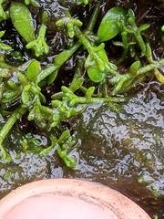 Crassula ruamahanga