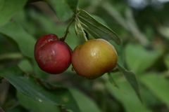 Malpighia mexicana
