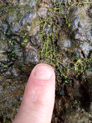 Crassula ruamahanga