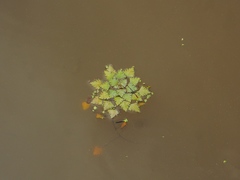 Trapa natans bispinosa