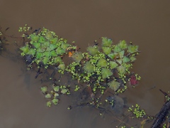 Trapa natans bispinosa