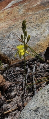 Bulbine favosa