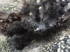 Umbilicaria cylindrica