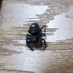 Phidippus audax