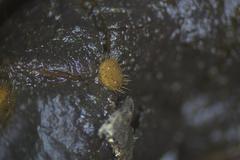 Cheilymenia coprinaria