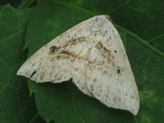 Perynea subrosea