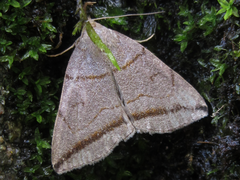 Zanclognatha griselda