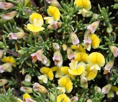 Aspalathus rigidifolia