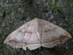 Blasticorhinus hoenei