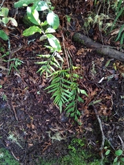 Asplenium bulbiferum x a flaccidum