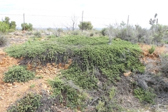 Aspalathus rigidifolia