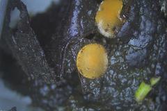 Cheilymenia coprinaria