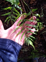 Asplenium bulbiferum x a flaccidum