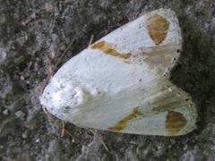 Sphragifera biplagiata